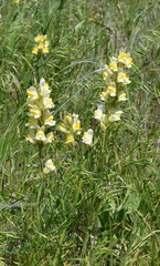 Linaria macroura