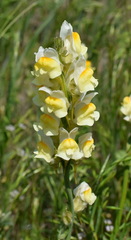 Linaria macroura
