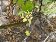 Passiflora pallida image