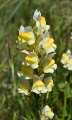 Linaria macroura