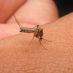 Aedes scapularis
