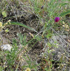 Vicia sativa amphicarpa