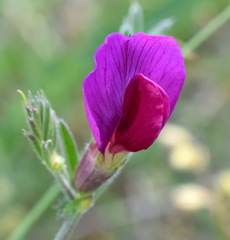 Vicia sativa amphicarpa