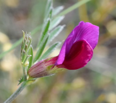 Vicia sativa amphicarpa