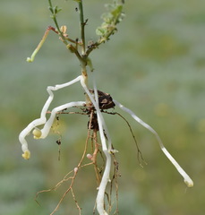 Vicia sativa amphicarpa