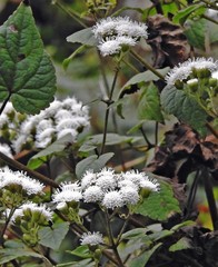 Ageratina tenuis