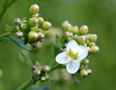 Crambe aspera
