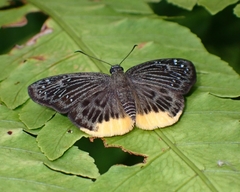Mooreana trichoneura