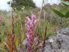 Lachenalia salteri