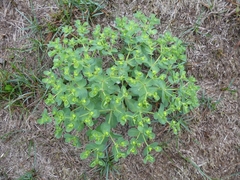 Euphorbia helioscopia