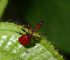 Paracycnotrachelus