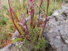 Lachenalia salteri