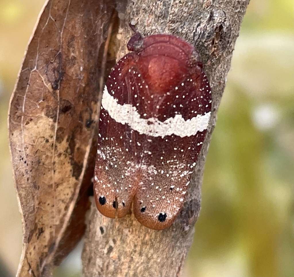 Mesonitys fulleborni
