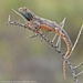 Agama aculeata aculeata - Photo (c) Malcolm, μερικά δικαιώματα διατηρούνται (CC BY-NC), uploaded by Malcolm