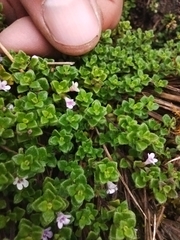 Clinopodium nubigenum
