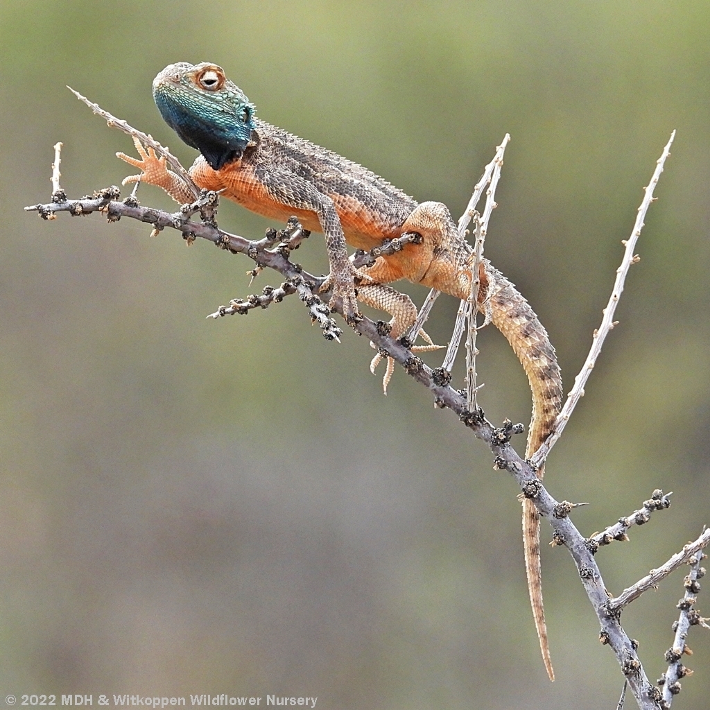 Ground Agama