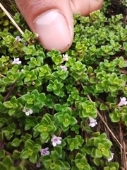 Clinopodium nubigenum