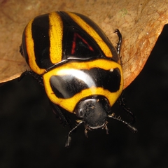 Macraspis cincta