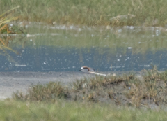 Charadrius pallidus