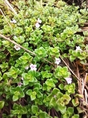Clinopodium nubigenum