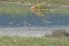 Charadrius pallidus