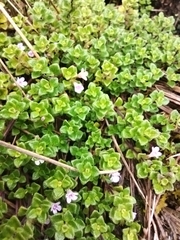 Clinopodium nubigenum