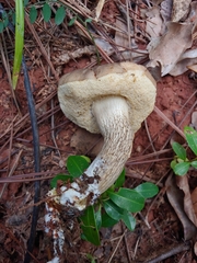 Retiboletus vinaceipes