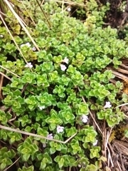 Clinopodium nubigenum