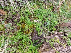 Clinopodium nubigenum