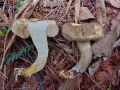 Retiboletus vinaceipes