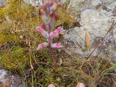 Lachenalia salteri