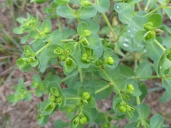Euphorbia helioscopia
