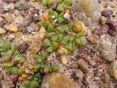 Disphyma dunsdonii