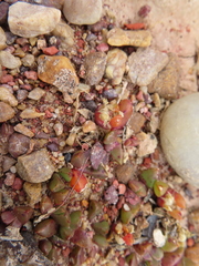 Disphyma dunsdonii