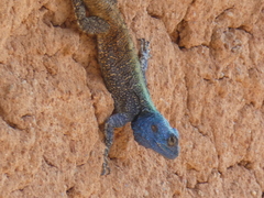 Acanthocercus atricollis