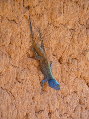 Acanthocercus atricollis