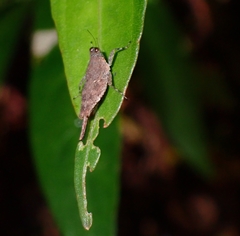 Systolederus cinereus