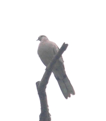 Streptopelia orientalis