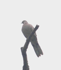 Streptopelia orientalis