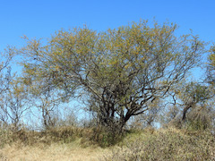 Vachellia caven