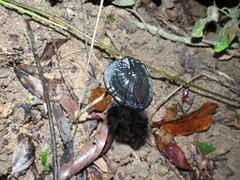 Sanguinoderma rugosum