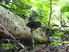 Sanguinoderma rugosum