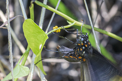 Battus polydamas polydamas