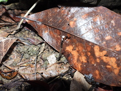 Sanguinoderma rugosum