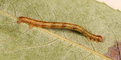 Campaea margaritaria