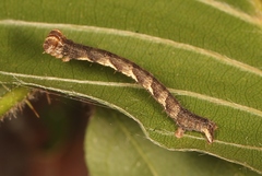 Cyclophora punctaria