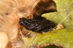Eulophus