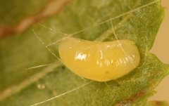 Eulophus