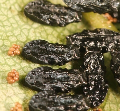 Eulophus