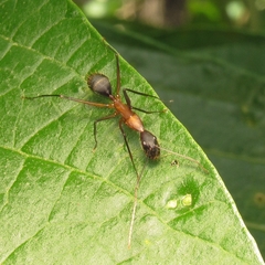 Camponotus lespesii
